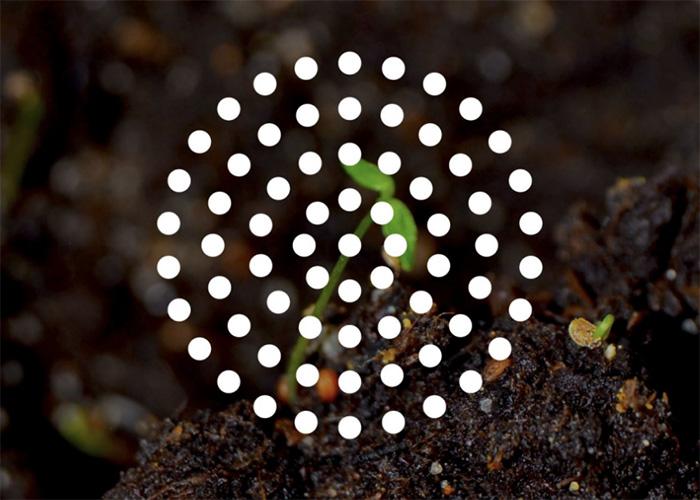 White seed pattern over a photo of a sprouting seed. 